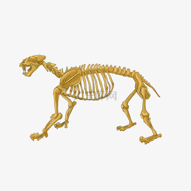 黄色动物骨骼