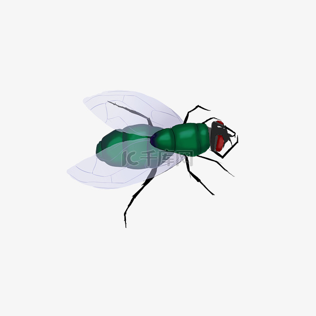 昆虫绿色苍蝇
