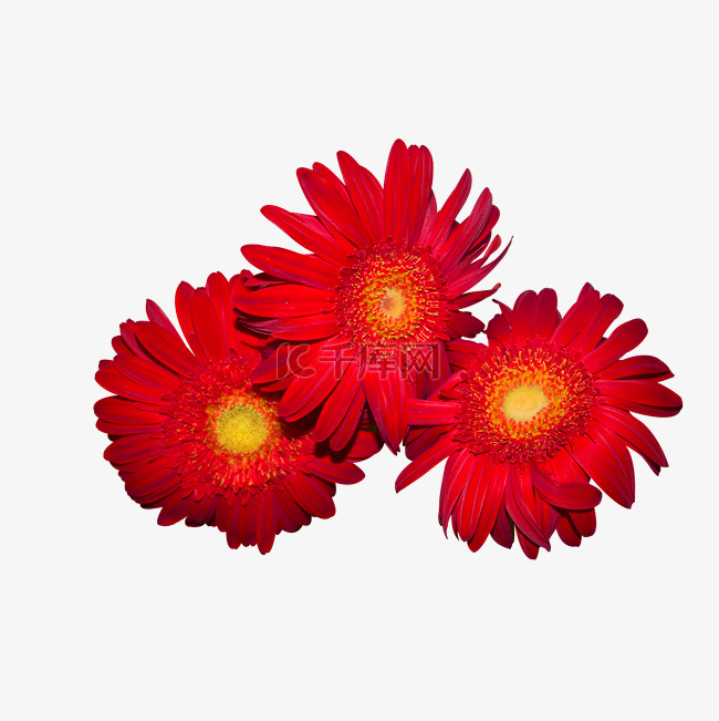 3多红色菊花