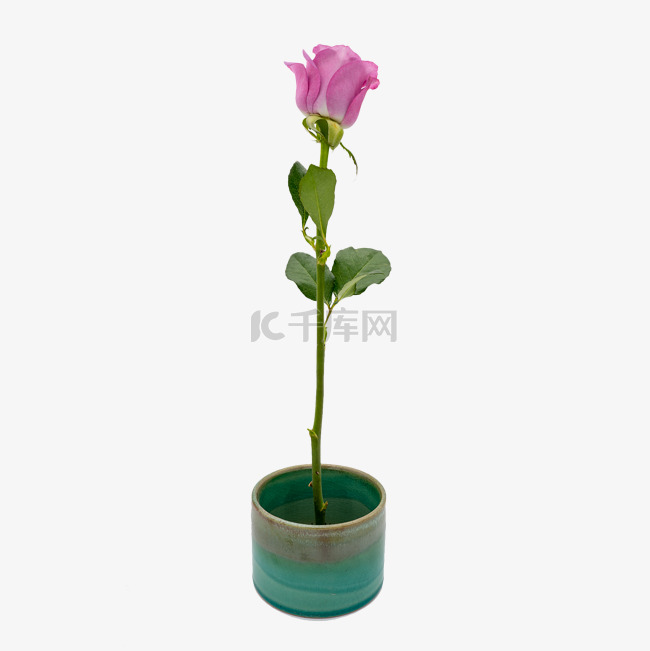 紫色玫瑰绿色瓷器