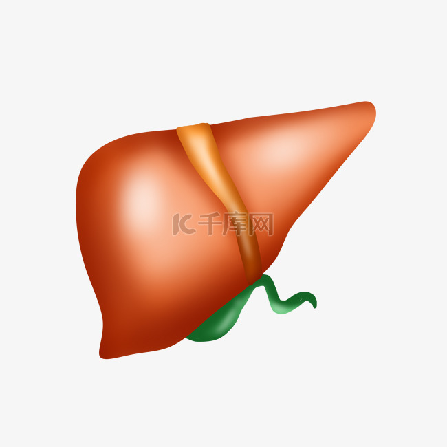 卡通脏器器官插画