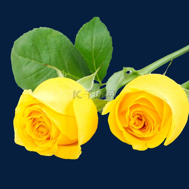 两枝黄色的玫瑰花