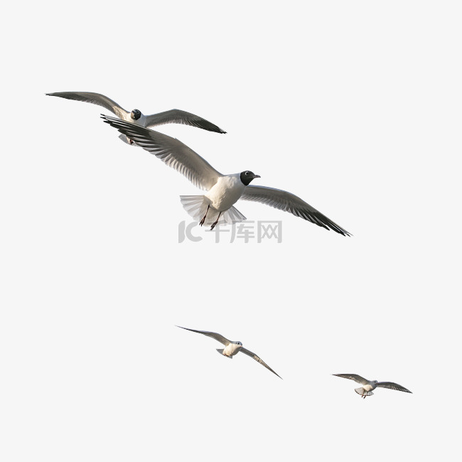 滇池湖泊上飞翔的海鸥