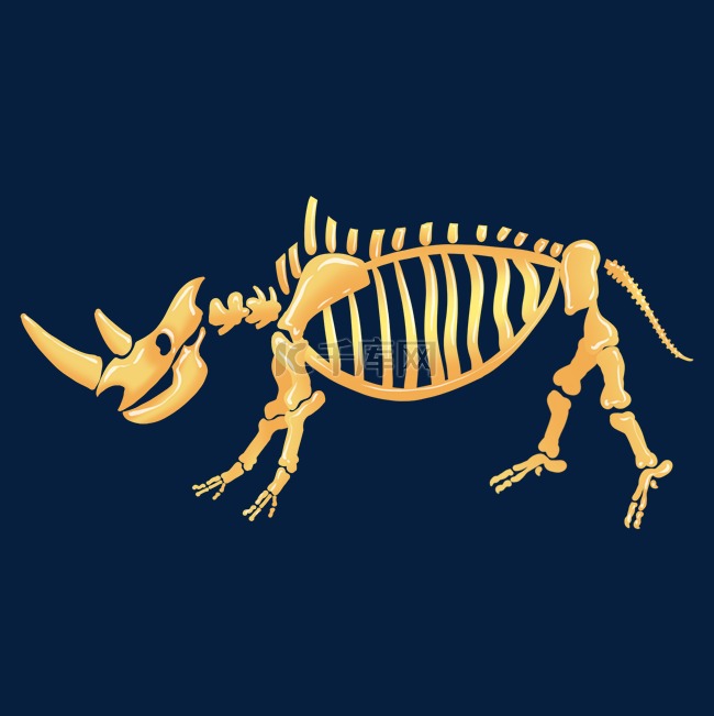 金色犀牛骨骼