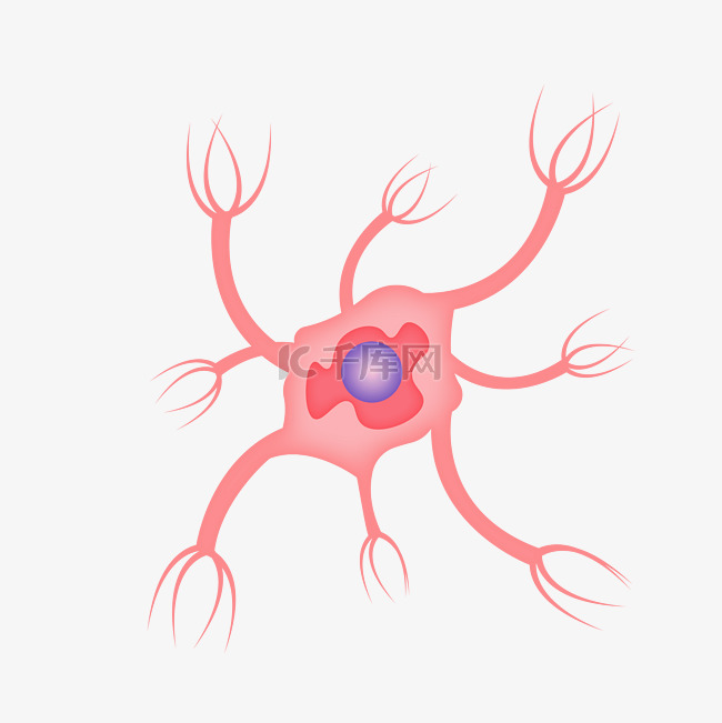 神经元神经体