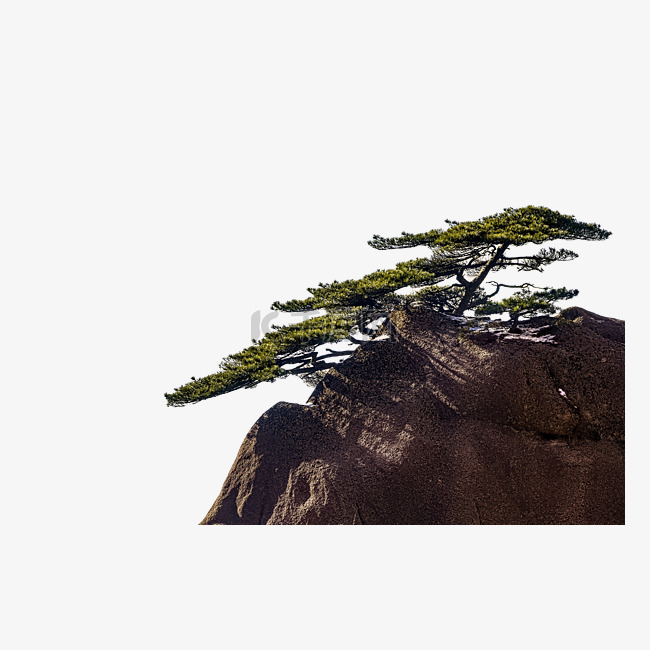 松树和岩石