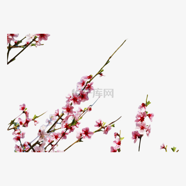 春天里一树粉色桃花