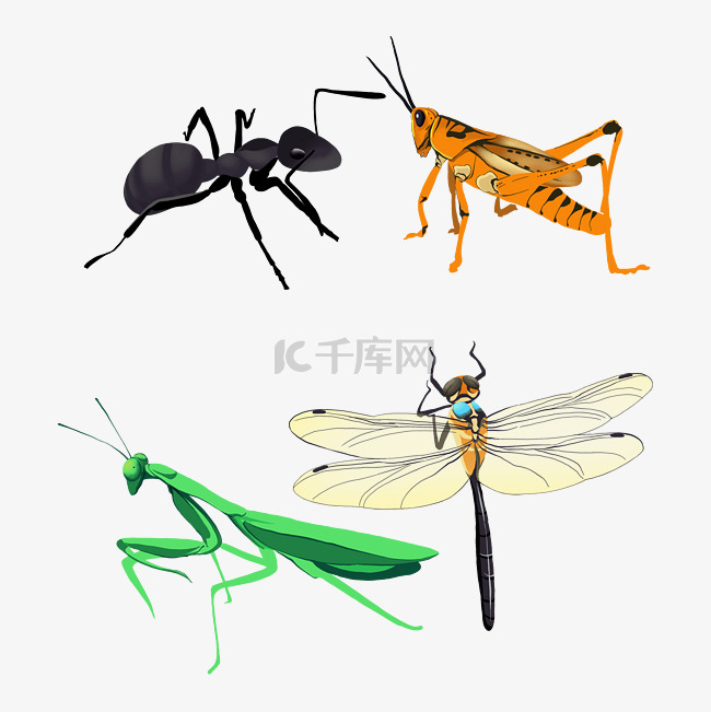 昆虫蚂蚁和蜻蜓