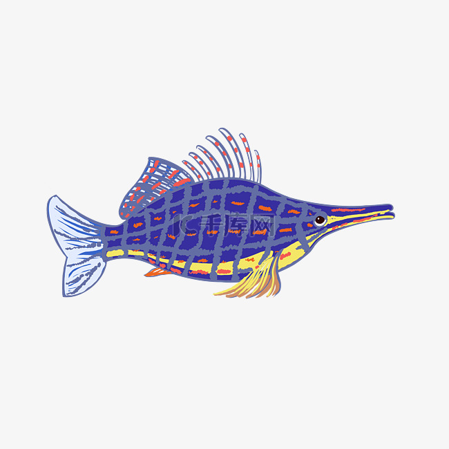 紫色尖嘴鱼生物