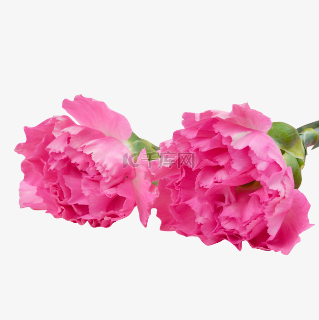 母亲节粉红色康乃馨花朵