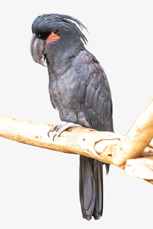棕榈凤头鹦鹉