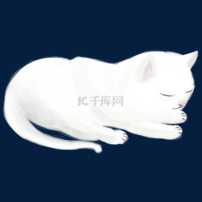 白色宠物猫