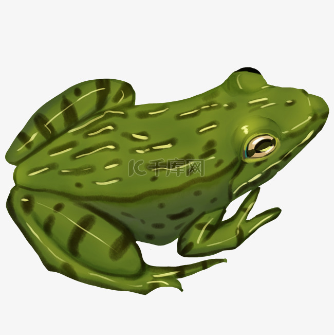 青蛙动物卡通插画