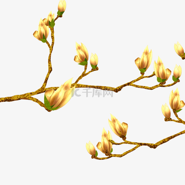 金色玉兰花花卉