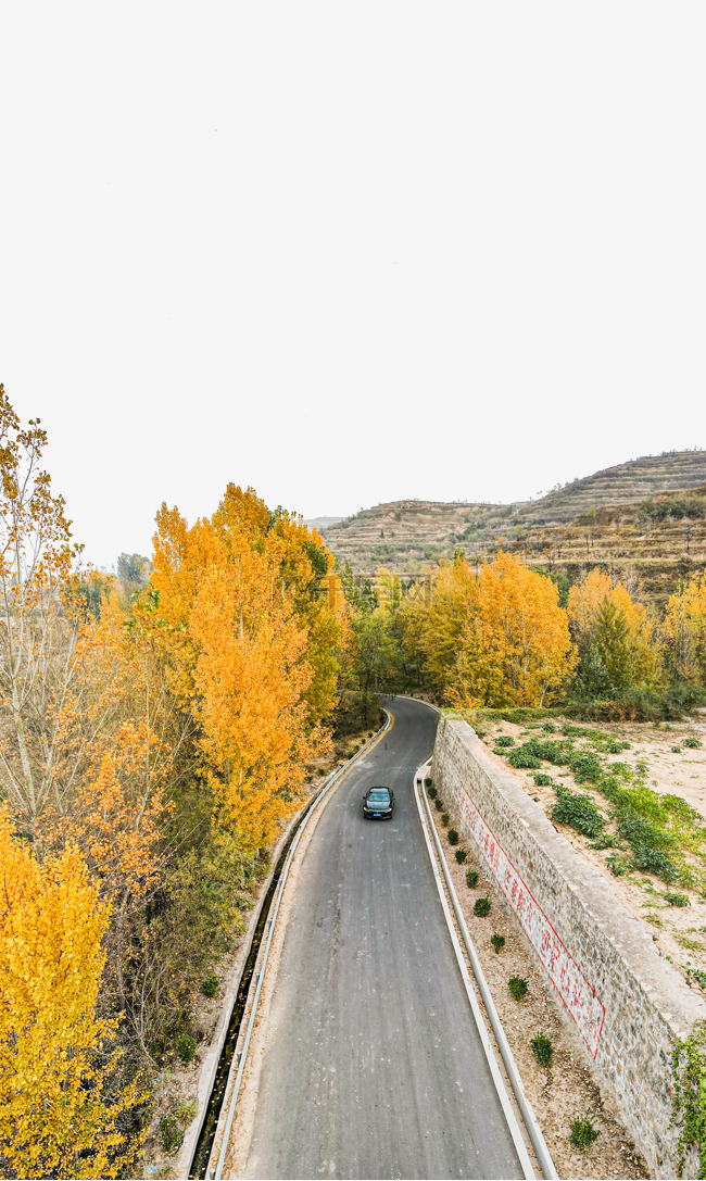 秋季公路两旁的黄色行道树