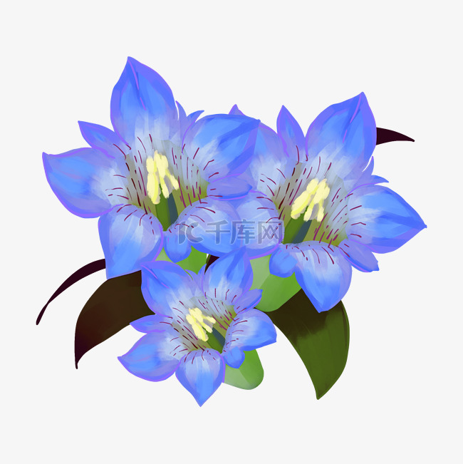 蓝色龙胆花朵