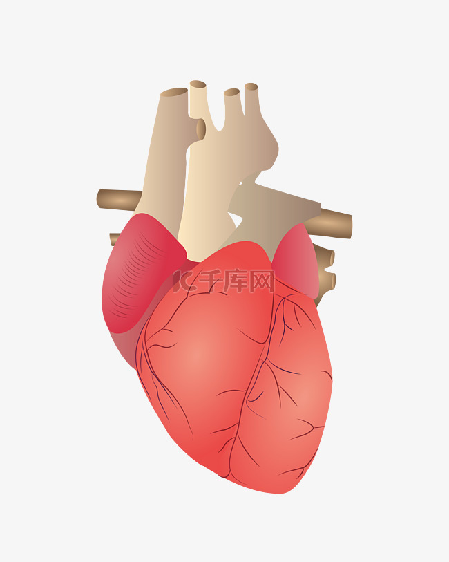 红色的心脏