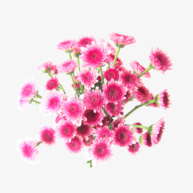 粉色小雏菊花束