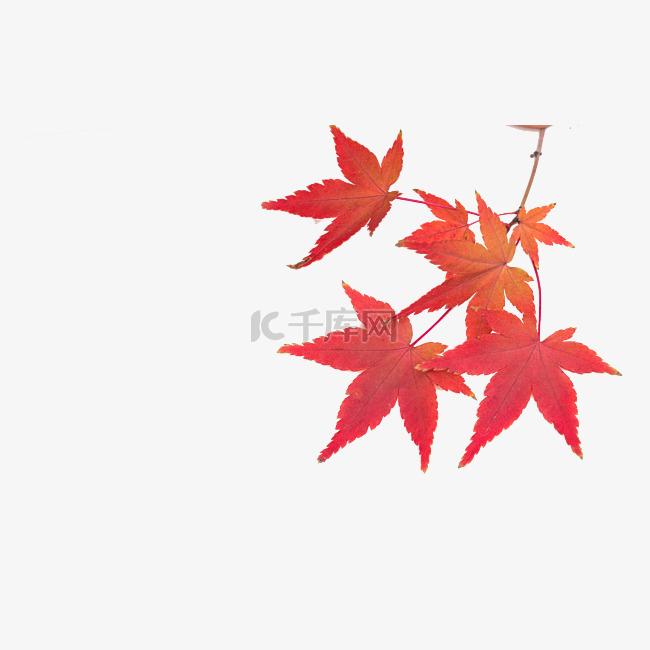秋天枫树红色树叶