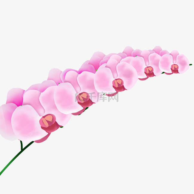 粉色蝴蝶兰花朵植物