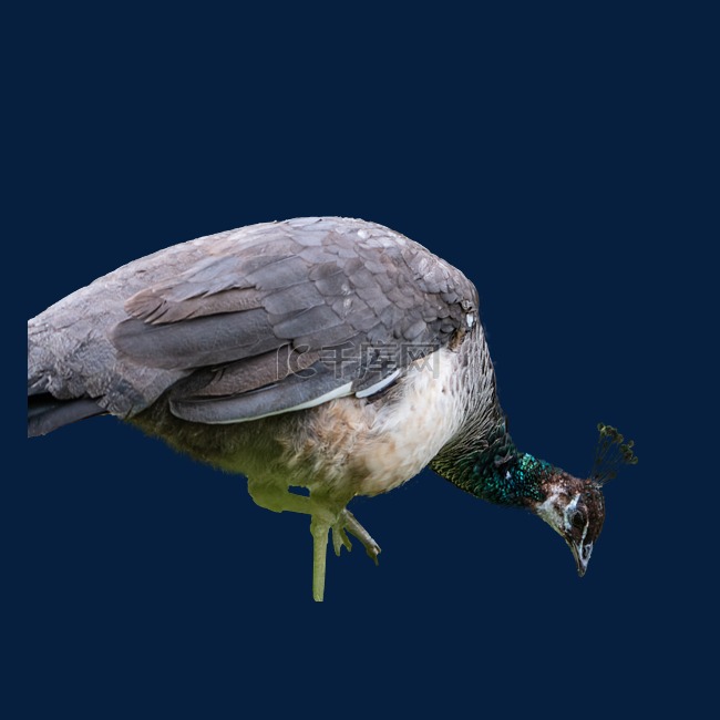 孔雀珍稀鸟类