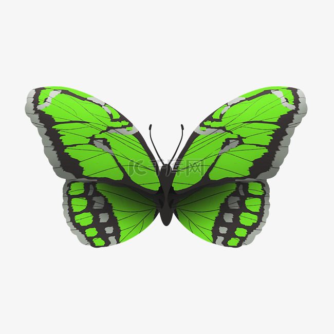 漂亮的绿色蝴蝶插画