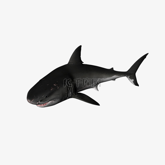 海洋生物鲨鱼