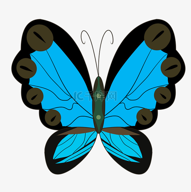 漂亮的蓝色蝴蝶插画