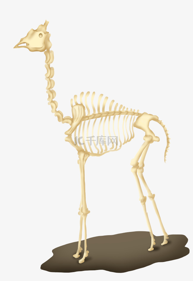 大型长颈鹿骨骼