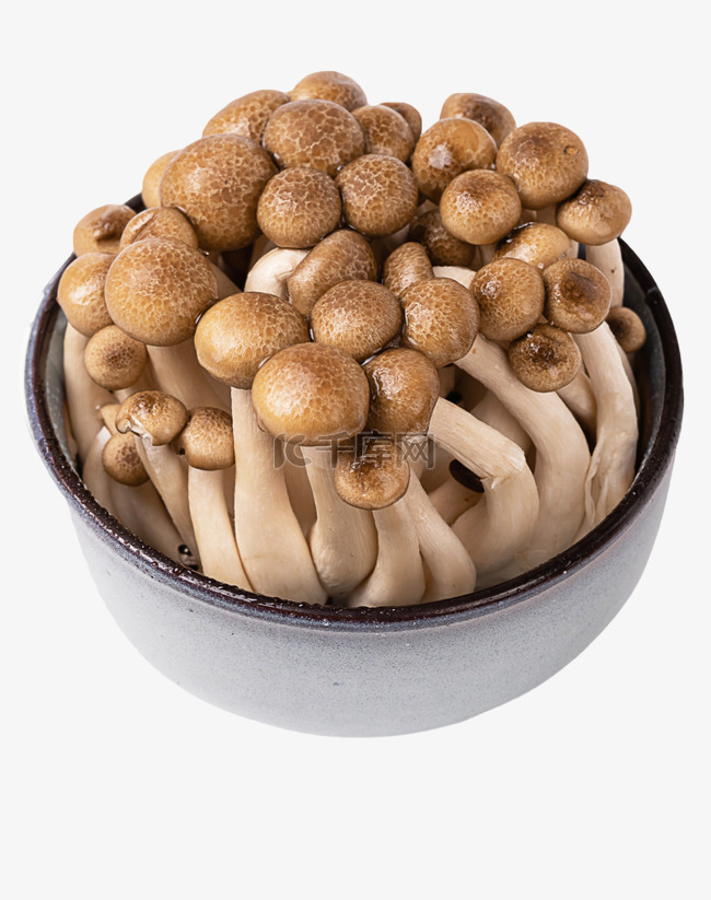 食材蟹味菇蘑菇真菌
