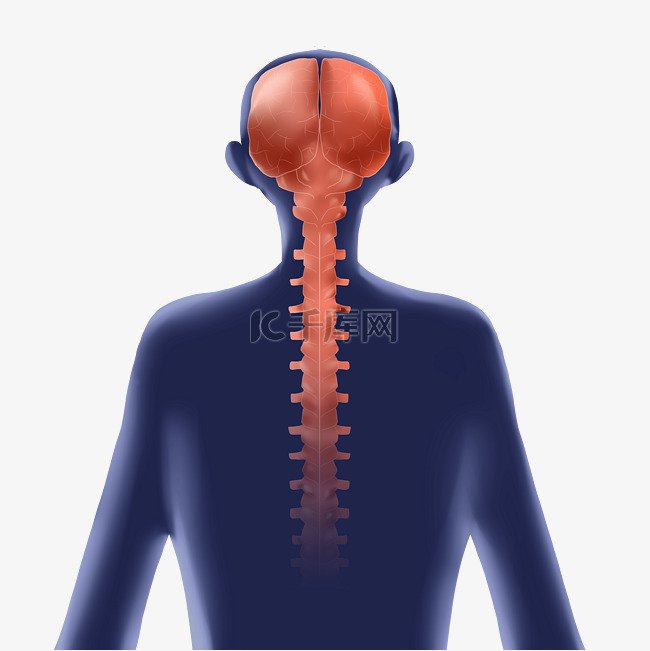 人体系统脊椎骨