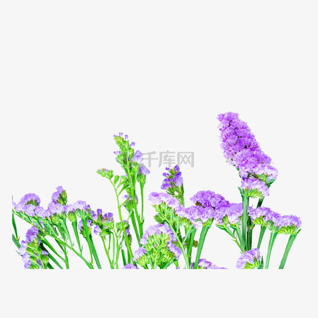 紫色花朵勿忘我
