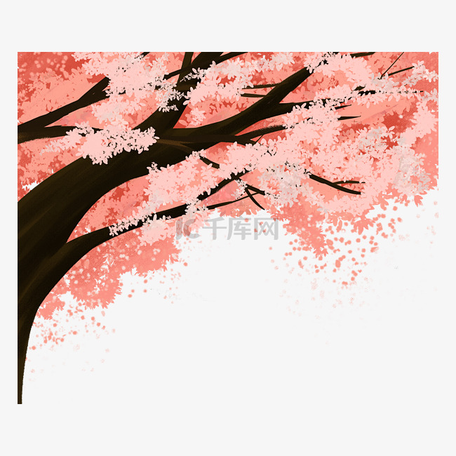 一颗樱花树