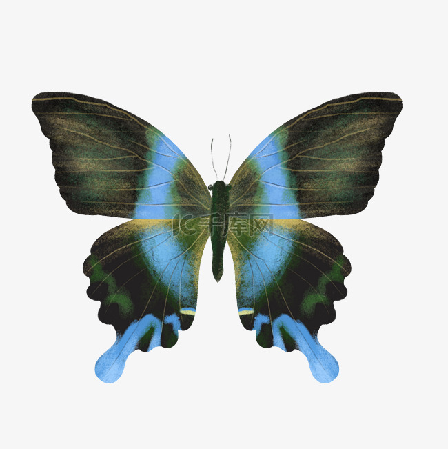 美丽蝴蝶自然动物蓝色翅膀
