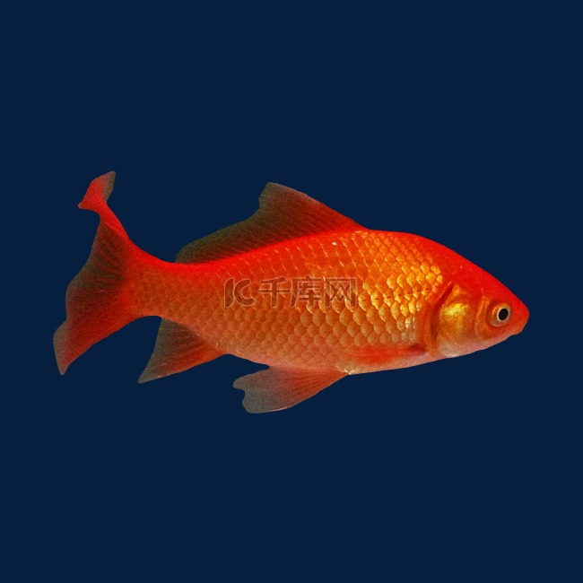 红色小鱼金鱼
