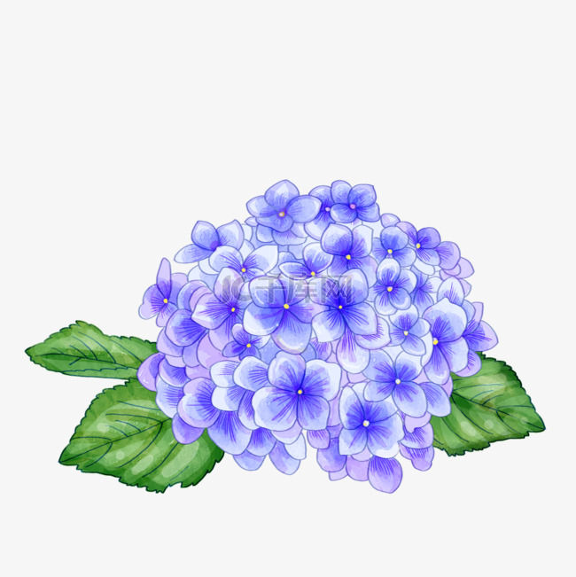 手绘植物水彩绣球花