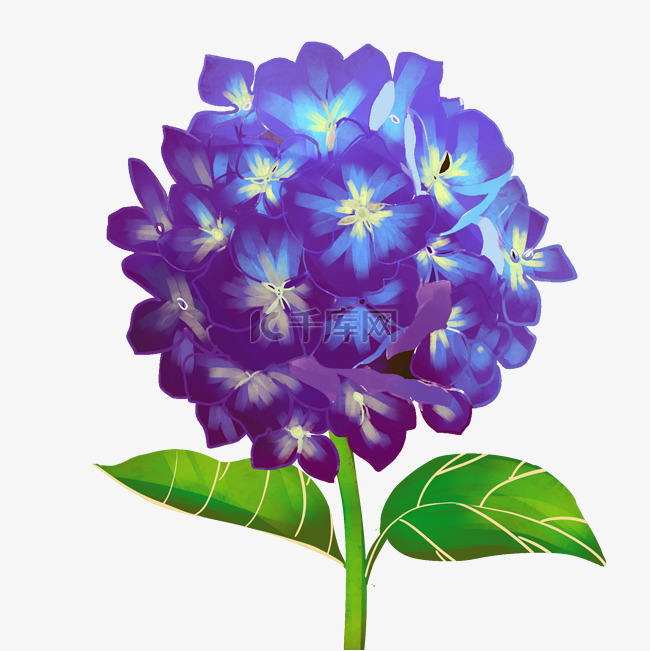 一朵蓝色绣球花