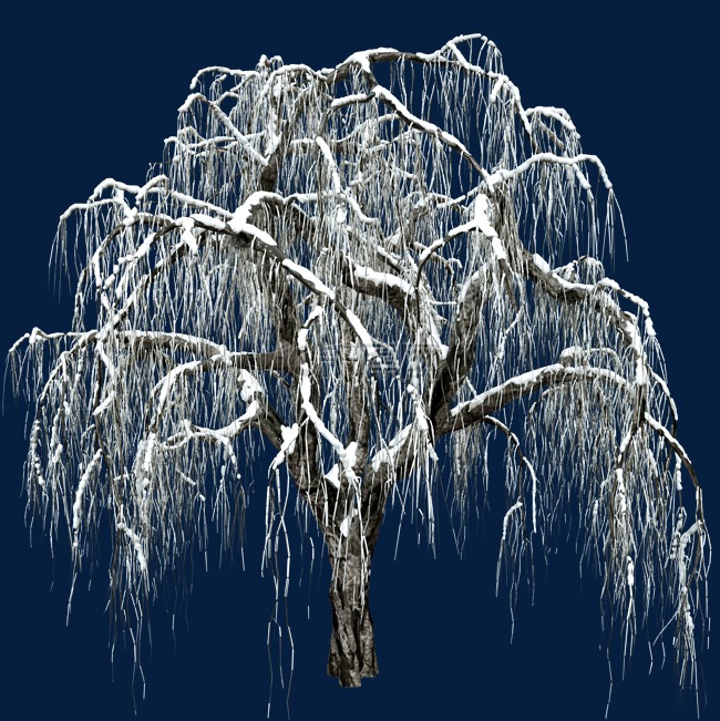 冬季结霜柳树