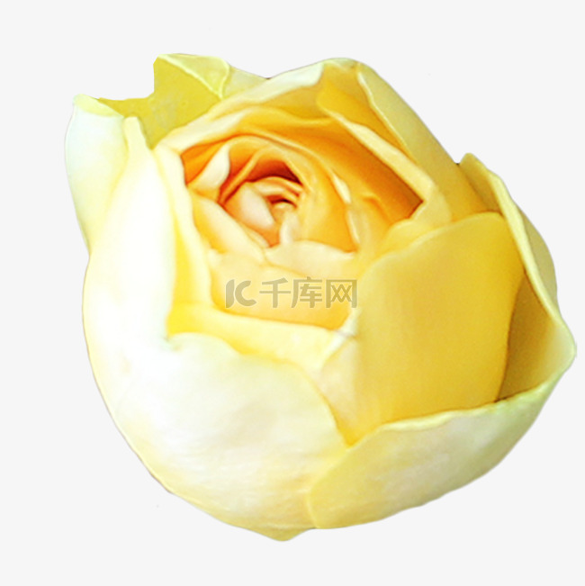 淡黄色玫瑰