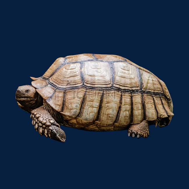 苏卡达象龟乌龟