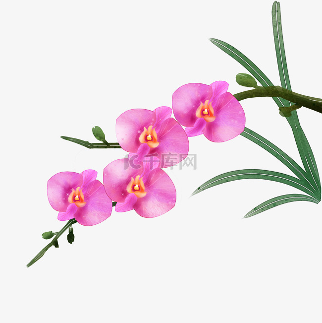 粉色蝴蝶兰花朵