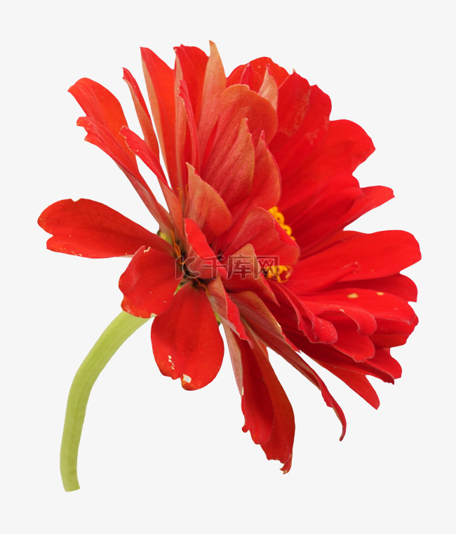 一朵红色菊花