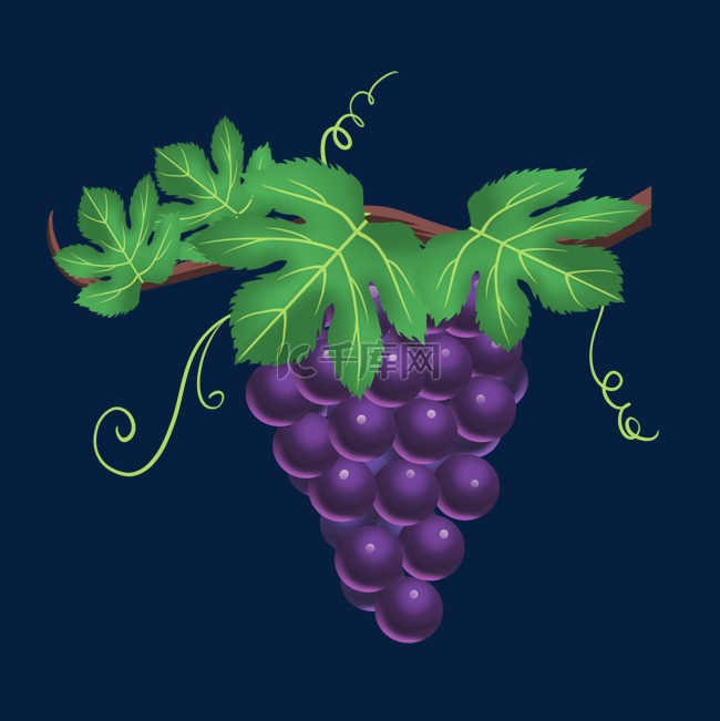 水果葡萄紫葡萄