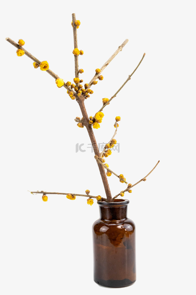 黄色腊梅花枝花瓶
