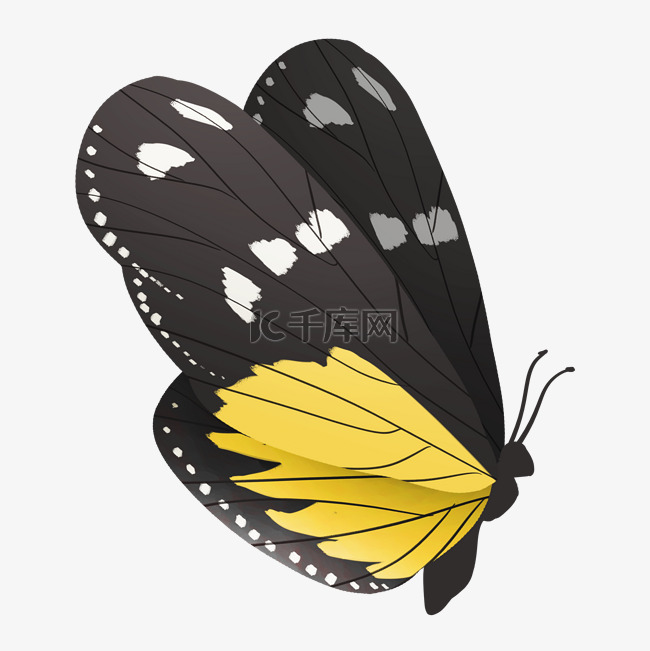 飞舞的蝴蝶装饰插画