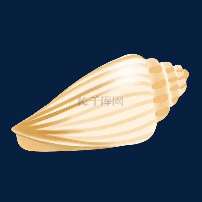 海洋生物海螺贝壳