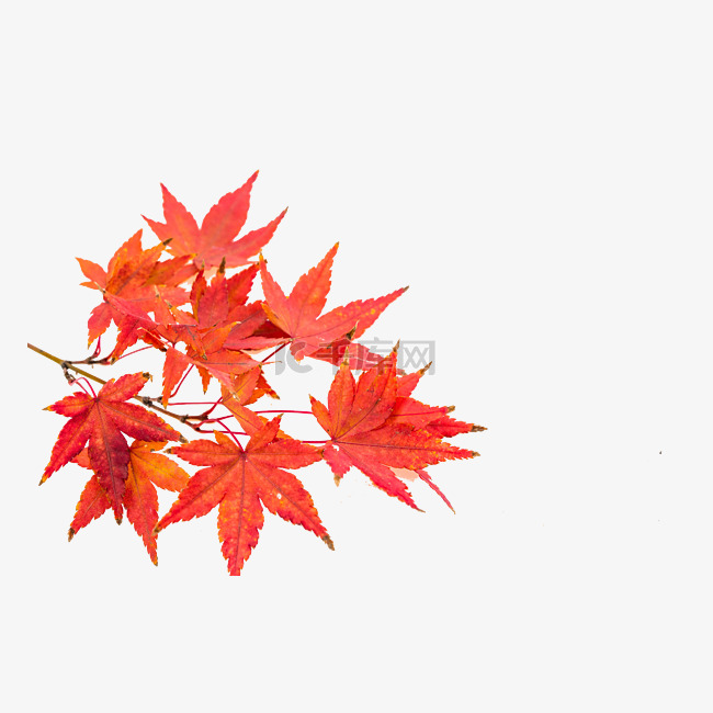 秋天枫叶树枝