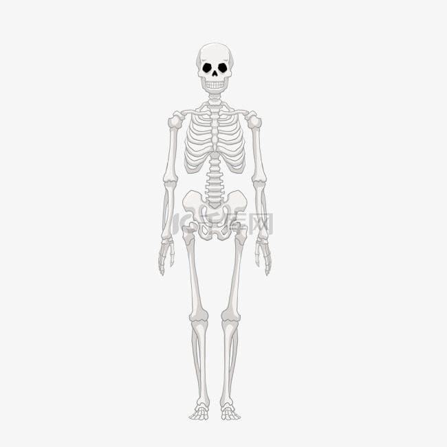 银色人体骨骼