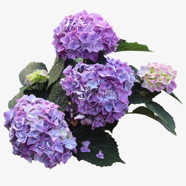紫色绣花球