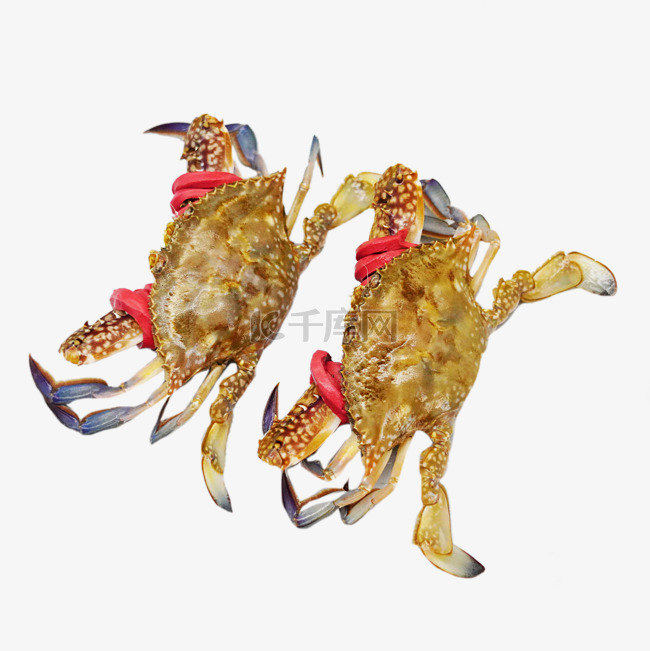 梭子蟹海蟹